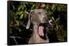 Weimaraner Finishing a Yawn, Colchester, Connecticut, USA-Lynn M^ Stone-Framed Stretched Canvas