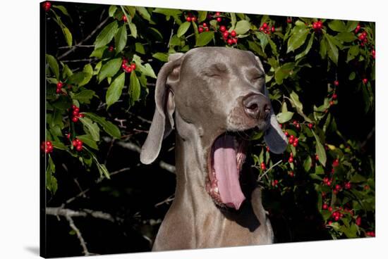 Weimaraner Finishing a Yawn, Colchester, Connecticut, USA-Lynn M^ Stone-Stretched Canvas