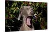 Weimaraner Finishing a Yawn, Colchester, Connecticut, USA-Lynn M^ Stone-Stretched Canvas