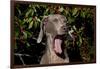 Weimaraner Finishing a Yawn, Colchester, Connecticut, USA-Lynn M^ Stone-Framed Photographic Print