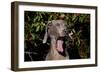 Weimaraner Finishing a Yawn, Colchester, Connecticut, USA-Lynn M^ Stone-Framed Photographic Print