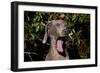 Weimaraner Finishing a Yawn, Colchester, Connecticut, USA-Lynn M^ Stone-Framed Photographic Print