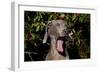 Weimaraner Finishing a Yawn, Colchester, Connecticut, USA-Lynn M^ Stone-Framed Photographic Print