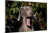 Weimaraner Finishing a Yawn, Colchester, Connecticut, USA-Lynn M^ Stone-Mounted Photographic Print