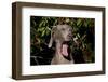 Weimaraner Finishing a Yawn, Colchester, Connecticut, USA-Lynn M^ Stone-Framed Photographic Print