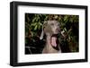 Weimaraner Finishing a Yawn, Colchester, Connecticut, USA-Lynn M^ Stone-Framed Photographic Print