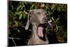 Weimaraner Finishing a Yawn, Colchester, Connecticut, USA-Lynn M^ Stone-Mounted Photographic Print