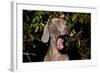 Weimaraner Finishing a Yawn, Colchester, Connecticut, USA-Lynn M^ Stone-Framed Photographic Print