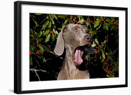 Weimaraner Finishing a Yawn, Colchester, Connecticut, USA-Lynn M^ Stone-Framed Photographic Print