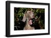 Weimaraner Finishing a Yawn, Colchester, Connecticut, USA-Lynn M^ Stone-Framed Photographic Print