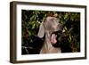 Weimaraner Finishing a Yawn, Colchester, Connecticut, USA-Lynn M^ Stone-Framed Photographic Print