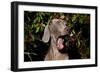 Weimaraner Finishing a Yawn, Colchester, Connecticut, USA-Lynn M^ Stone-Framed Photographic Print