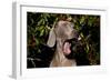 Weimaraner Finishing a Yawn, Colchester, Connecticut, USA-Lynn M^ Stone-Framed Photographic Print