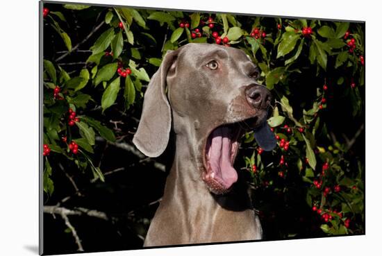 Weimaraner Finishing a Yawn, Colchester, Connecticut, USA-Lynn M^ Stone-Mounted Photographic Print