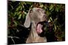 Weimaraner Finishing a Yawn, Colchester, Connecticut, USA-Lynn M^ Stone-Mounted Photographic Print