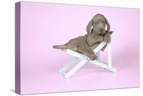 Weimaraner Lying in Deck Chair-null-Stretched Canvas