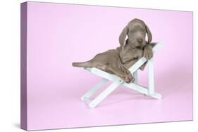 Weimaraner Lying in Deck Chair-null-Stretched Canvas