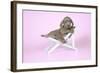 Weimaraner Lying in Deck Chair-null-Framed Photographic Print