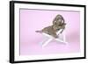 Weimaraner Lying in Deck Chair-null-Framed Photographic Print