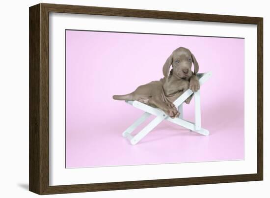 Weimaraner Lying in Deck Chair-null-Framed Photographic Print