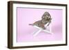Weimaraner Lying in Deck Chair-null-Framed Photographic Print