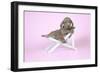 Weimaraner Lying in Deck Chair-null-Framed Photographic Print