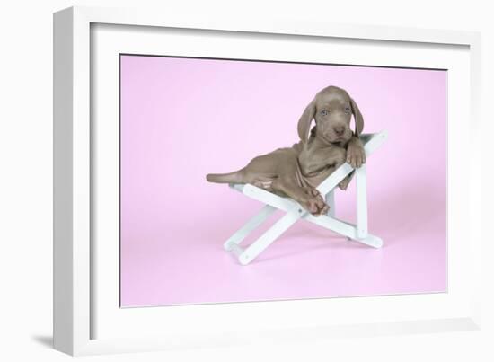 Weimaraner Lying in Deck Chair-null-Framed Photographic Print