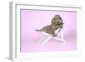 Weimaraner Lying in Deck Chair-null-Framed Photographic Print