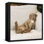 Weimaraner Lying on Sofa-null-Framed Stretched Canvas