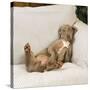 Weimaraner Lying on Sofa-null-Stretched Canvas