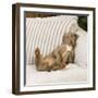 Weimaraner Lying on Sofa-null-Framed Photographic Print