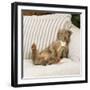 Weimaraner Lying on Sofa-null-Framed Photographic Print