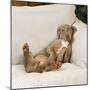 Weimaraner Lying on Sofa-null-Mounted Photographic Print