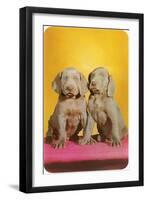 Weimaraner Puppies-null-Framed Art Print