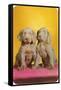 Weimaraner Puppies-null-Framed Stretched Canvas