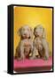 Weimaraner Puppies-null-Framed Stretched Canvas