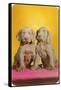 Weimaraner Puppies-null-Framed Stretched Canvas