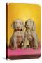 Weimaraner Puppies-null-Stretched Canvas