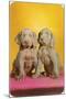 Weimaraner Puppies-null-Mounted Art Print