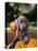 Weimaraner Puppy Climbing onto Pumpkin-Guy Cali-Stretched Canvas