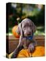 Weimaraner Puppy Climbing onto Pumpkin-Guy Cali-Stretched Canvas