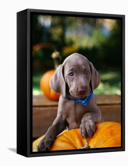 Weimaraner Puppy Climbing onto Pumpkin-Guy Cali-Framed Stretched Canvas