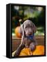 Weimaraner Puppy Climbing onto Pumpkin-Guy Cali-Framed Stretched Canvas