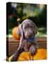 Weimaraner Puppy Climbing onto Pumpkin-Guy Cali-Stretched Canvas