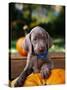 Weimaraner Puppy Climbing onto Pumpkin-Guy Cali-Stretched Canvas