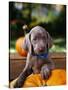 Weimaraner Puppy Climbing onto Pumpkin-Guy Cali-Stretched Canvas