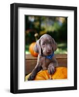 Weimaraner Puppy Climbing onto Pumpkin-Guy Cali-Framed Photographic Print