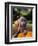 Weimaraner Puppy Climbing onto Pumpkin-Guy Cali-Framed Photographic Print