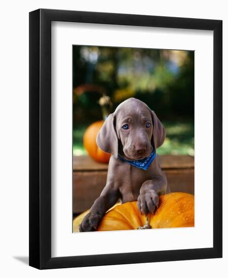 Weimaraner Puppy Climbing onto Pumpkin-Guy Cali-Framed Photographic Print