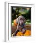 Weimaraner Puppy Climbing onto Pumpkin-Guy Cali-Framed Photographic Print